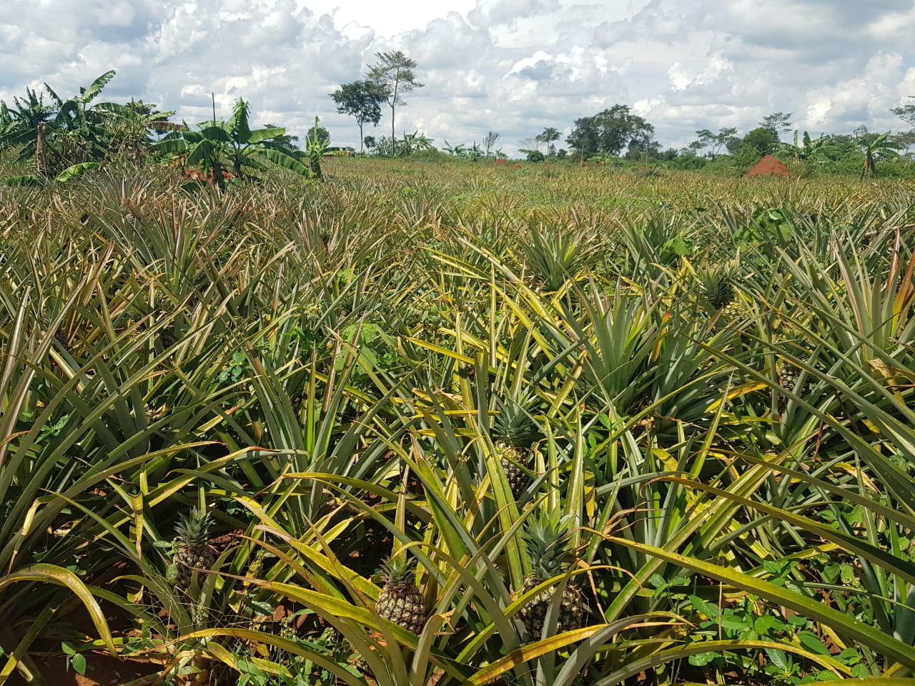 Dharolia Pineapple Farm