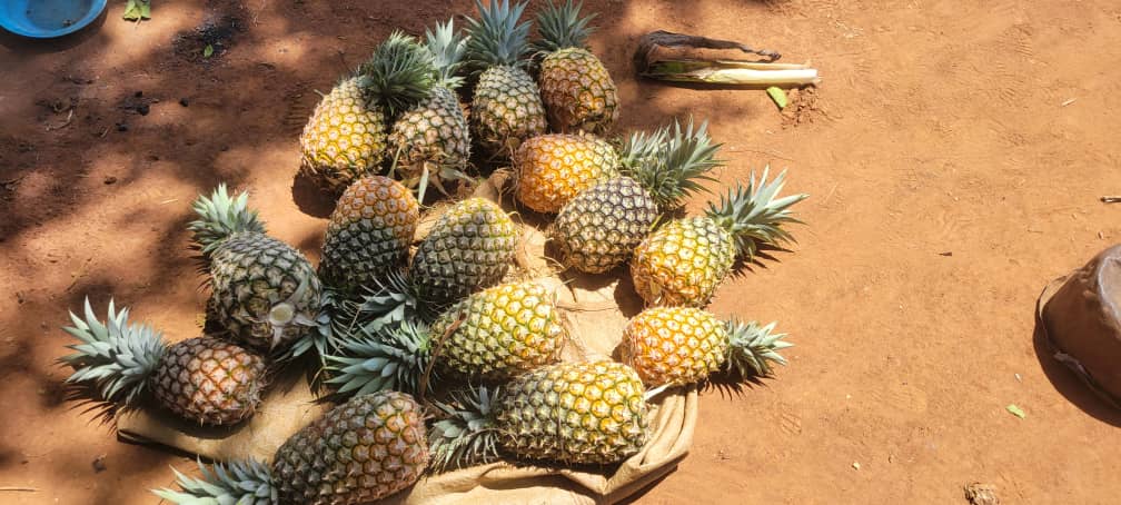 Carefully Selected Organic Pineapples
