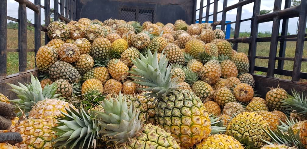 Fresh Pineapples - Ready for Distribution